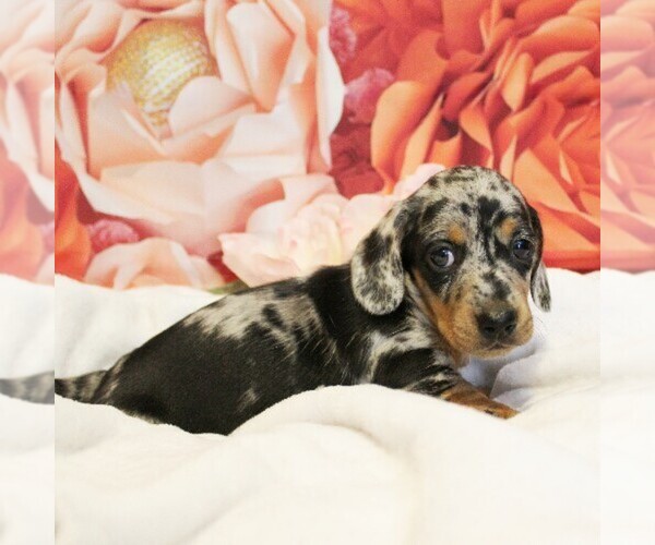 Medium Photo #2 Dachshund Puppy For Sale in HONEY BROOK, PA, USA