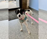 Small #1 Jack Russell Terrier-Pointer Mix