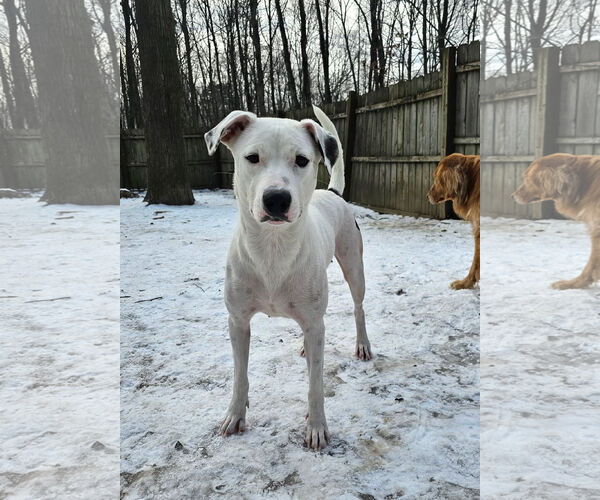 Medium Photo #2 Labrador Retriever-Unknown Mix Puppy For Sale in Rockaway, NJ, USA