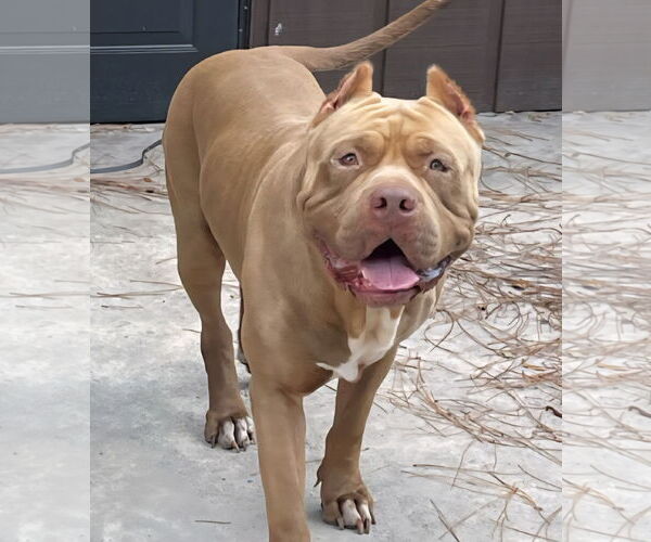 Medium Photo #2 American Bulldog Puppy For Sale in Royal Palm Beach, FL, USA