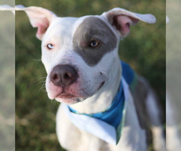 Medium Photo #1 American Staffordshire Terrier-Unknown Mix Puppy For Sale in San Antonio, TX, USA
