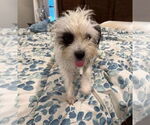 Small #2 Maltipoo