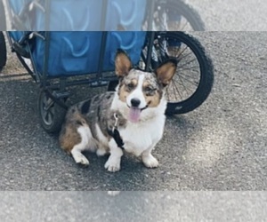 Father of the Cardigan Welsh Corgi puppies born on 07/16/2023