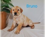 Puppy 2 Labrador Retriever-Rhodesian Ridgeback Mix
