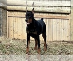 Puppy Sniper AKC Doberman Pinscher