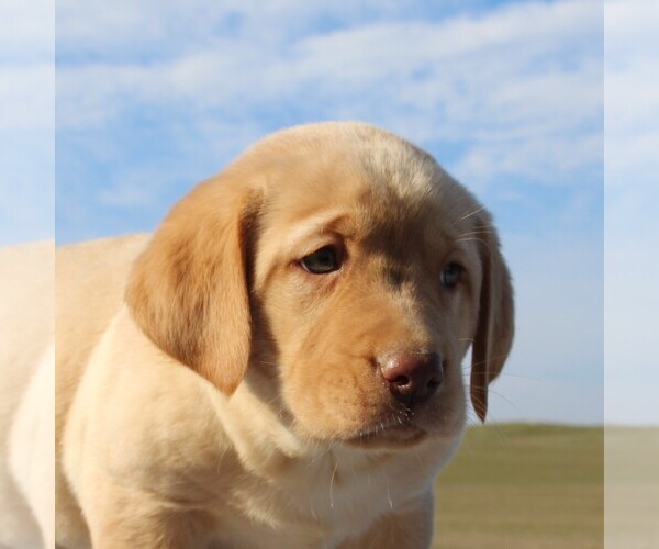Medium Photo #2 Labrador Retriever Puppy For Sale in HAGERSTOWN, MD, USA