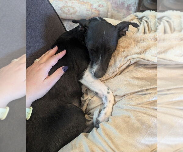 Medium Photo #10 Chihuahua-Unknown Mix Puppy For Sale in Lakewood, CO, USA