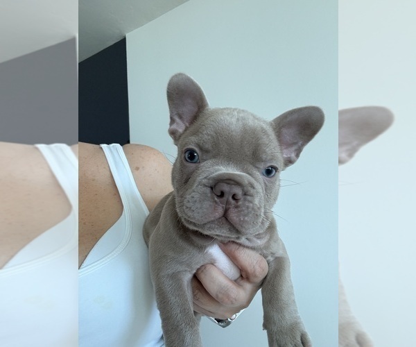Medium Photo #5 French Bulldog Puppy For Sale in MIAMI, FL, USA