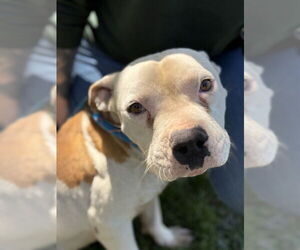 Mutt Dogs for adoption in Riverside, CA, USA