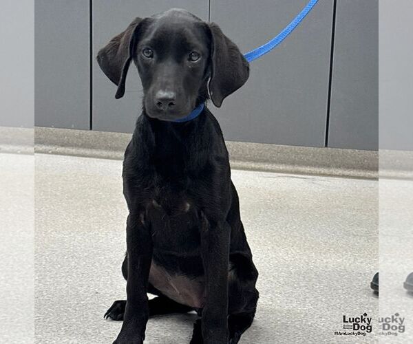Medium Photo #1 Labrador Retriever-Unknown Mix Puppy For Sale in Washington, DC, USA