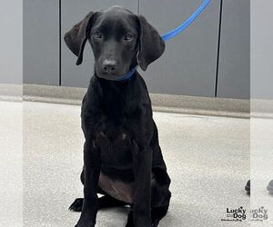 Medium Labrador Retriever Mix