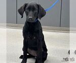 Small Labrador Retriever Mix