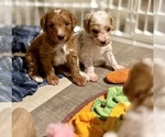 Small #20 Goldendoodle (Miniature)