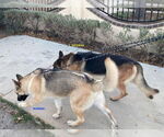 Small #1 Huskies  Mix