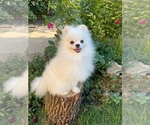 Small #4 Pomeranian