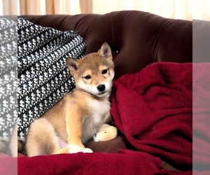 Shiba Inu Puppy for sale in EASTVALE, CA, USA
