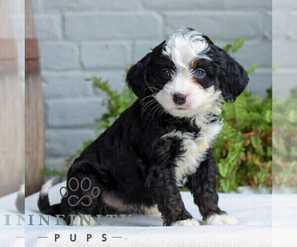Medium Photo #4 Bernedoodle (Miniature) Puppy For Sale in LITITZ, PA, USA