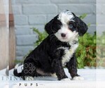Small #3 Bernedoodle (Miniature)
