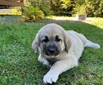 Small #1 Caucasian Shepherd Dog-Kangal Dog Mix