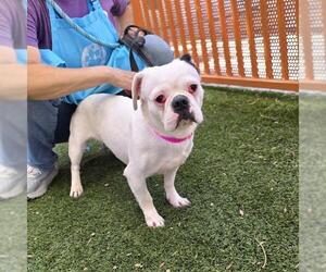 Bulldog-Unknown Mix Dogs for adoption in Las Vegas, NV, USA