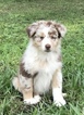 Small Photo #2 Australian Shepherd Puppy For Sale in SAINT JOHNS, FL, USA