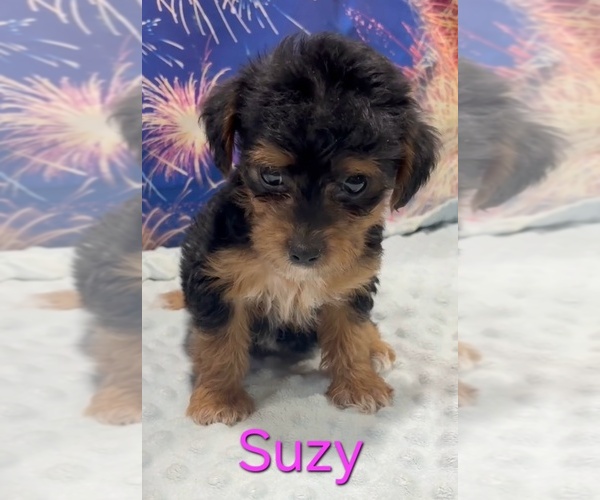 Medium Photo #1 Yorkipoo Puppy For Sale in AZLE, TX, USA