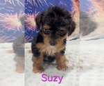 Suzy - Female Yorkipoo Puppy for Sale - Small photo