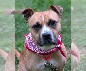 American Pit Bull Terrier Dogs for adoption in Hillsboro, NH, USA