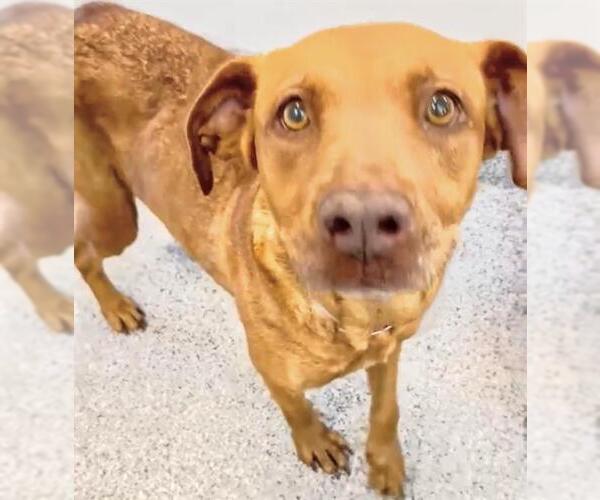 Medium Photo #2 Mutt Puppy For Sale in Houston, TX, USA