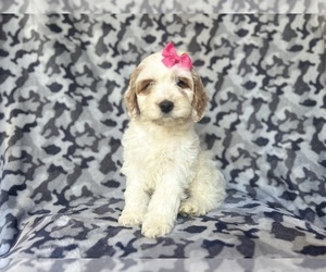 Cock-A-Poo Puppy for sale in LAKELAND, FL, USA