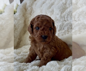 Medium Goldendoodle (Miniature)