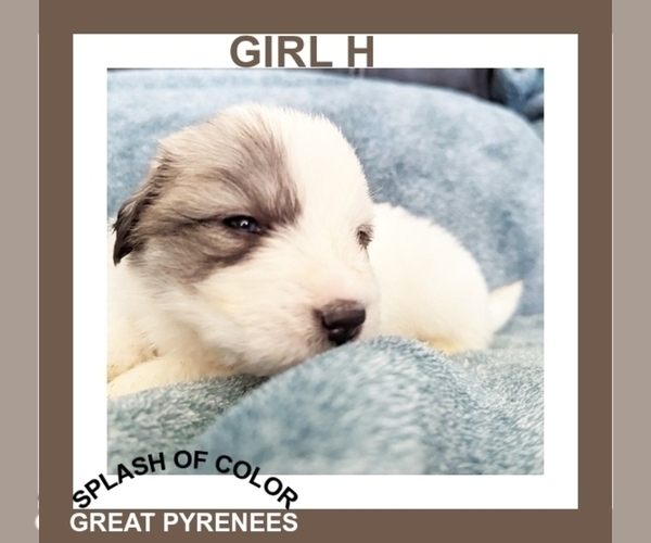 Medium Photo #3 Great Pyrenees Puppy For Sale in CHARLOTTE, MI, USA