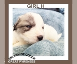 Small Photo #3 Great Pyrenees Puppy For Sale in CHARLOTTE, MI, USA
