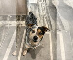 Small #1 Jack Russell Terrier-Texas Heeler Mix