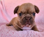 Small Photo #4 French Bulldog Puppy For Sale in LAS VEGAS, NV, USA