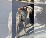 Small #2 Great Dane Mix