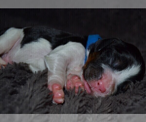 Medium Photo #7 English Springer Spaniel Puppy For Sale in LITCHFIELD, MN, USA