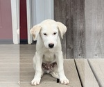 Puppy Mack English Shepherd-Great Pyrenees Mix