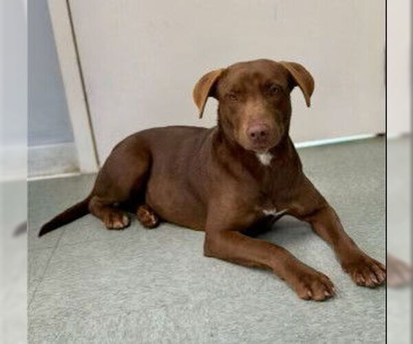 Medium Photo #2 - Mix Puppy For Sale in Jackson Township, NJ, USA