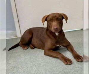 Pumkin - Female - Mix Dog for Adoption - Photo #2