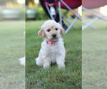 Small Photo #10 Goldendoodle Puppy For Sale in FREDONIA, KY, USA