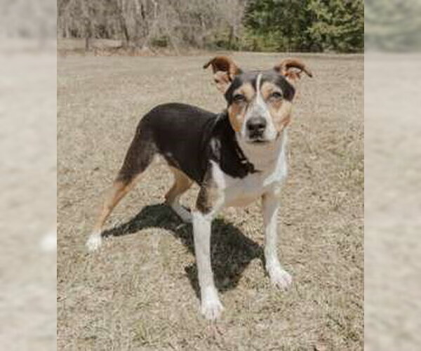 Medium Photo #1 Jack-A-Bee Puppy For Sale in Attalka, AL, USA