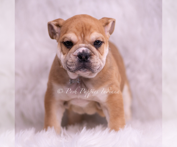 Medium Photo #5 Bulldog Puppy For Sale in WARSAW, IN, USA