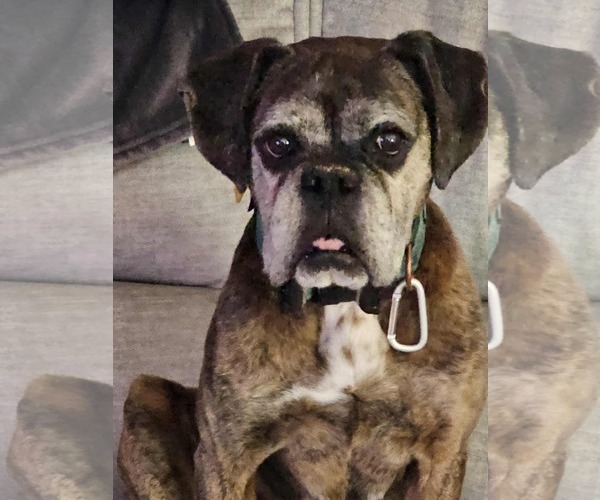 Medium Photo #2 Boxer Puppy For Sale in Burnsville, MN, USA