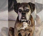 Small #1 Boxer