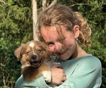 Small #4 Miniature American Shepherd
