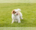 Small #2 Goldendoodle (Miniature)