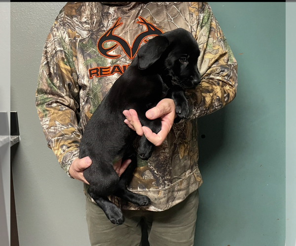 Medium Photo #4 Labrador Retriever Puppy For Sale in REDDING, CA, USA