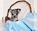 Puppy Gandolf Chihuahua
