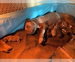 Small Photo #9 American Bully Puppy For Sale in BRUNSWICK, OH, USA